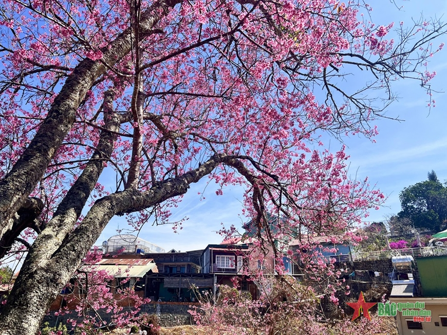 Mê đắm vẻ đẹp rực rỡ của mai anh đào Đà Lạt